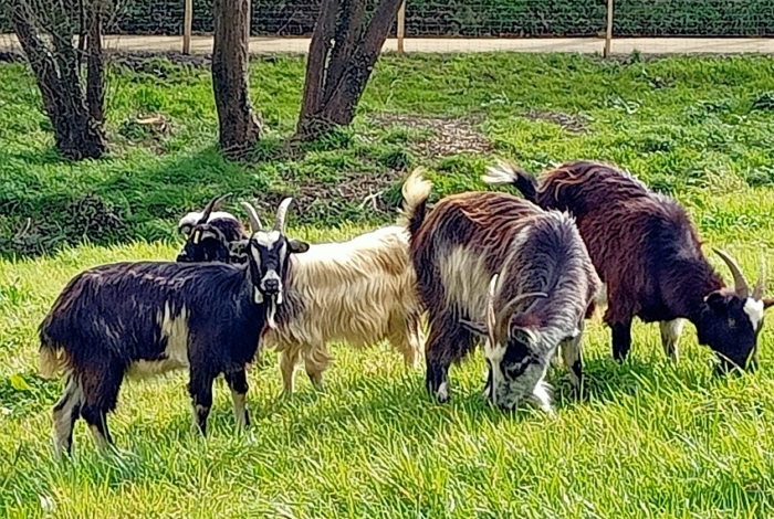 Des chèvres et des moutons au vallon du Creyer