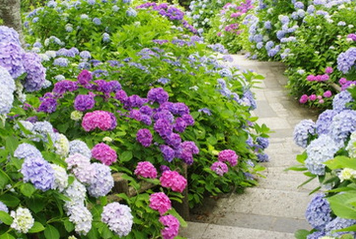 Terre d'Hortensias