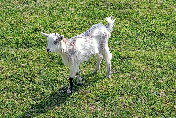 De nouveaux habitants au vallon